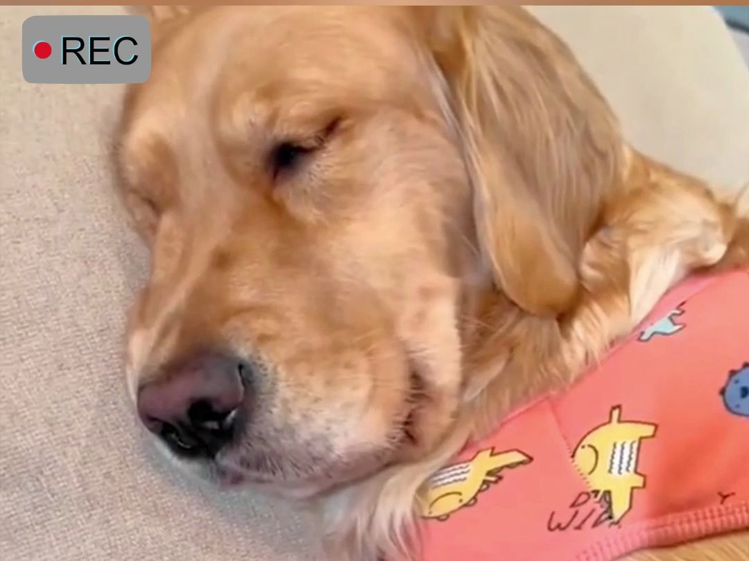 狗子睡觉也会做噩梦,浑身抽搐,笑翻众人.