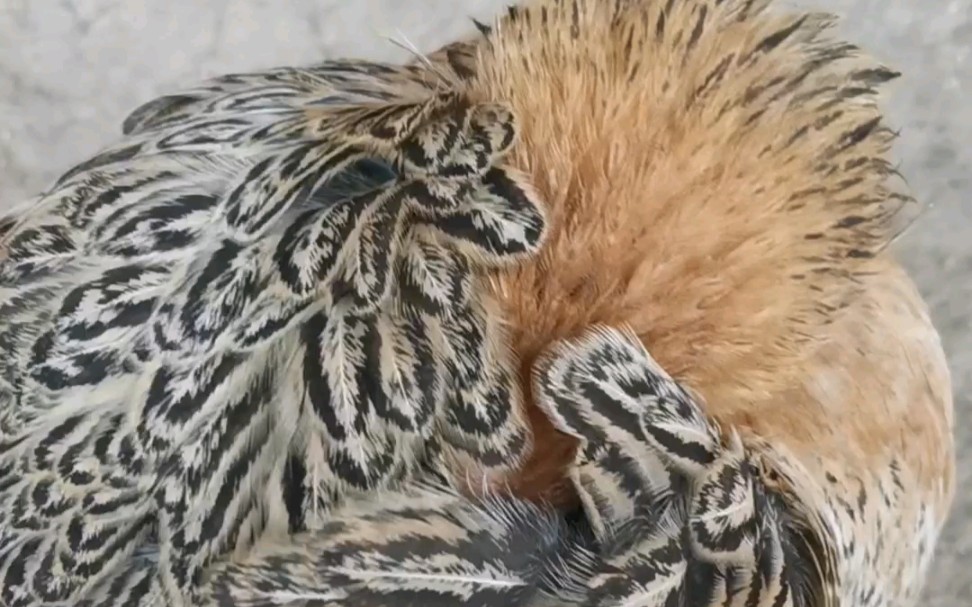 小鸡把脑袋藏进羽毛