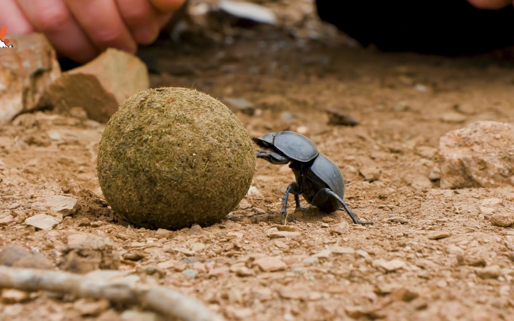 【转载】看屎壳郎推粪球(粪弱掘足蜣)
