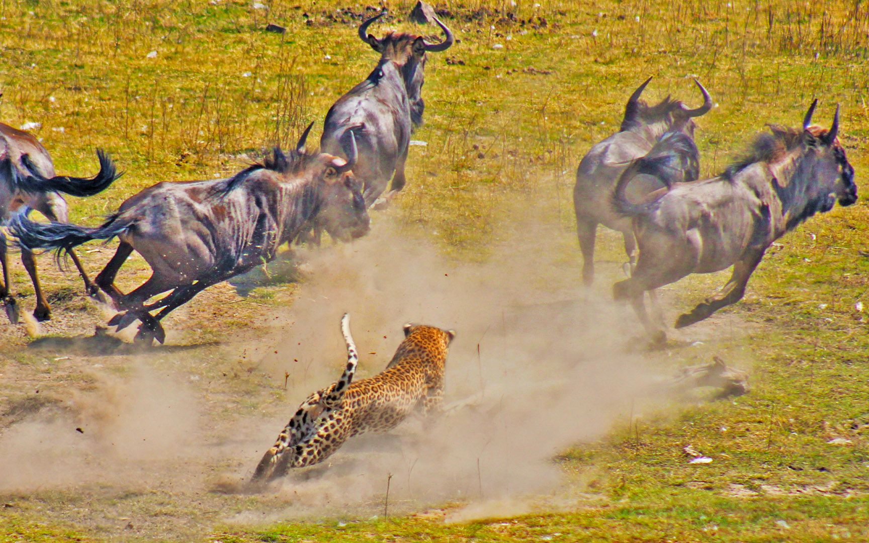 豹子捕捉到比它大三倍的角马