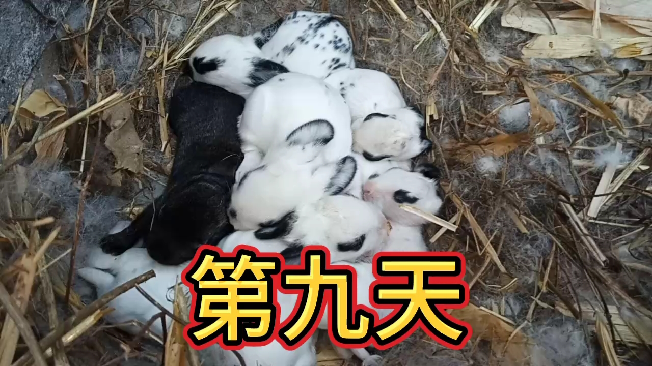 八只小兔出生第九天,有的小兔子眼睛已经睁开一道缝隙!