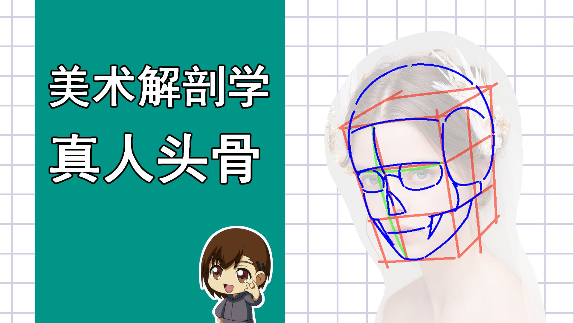 美术解剖学-9-真人头骨还原