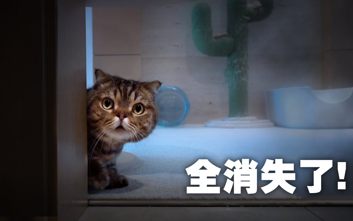 奶油管家猫咪们都消失到哪里去了中字