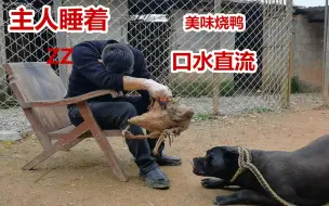 Download Video: 主人熟睡，手上拎着大烧鹅，卡斯罗犬的反应令人惊讶