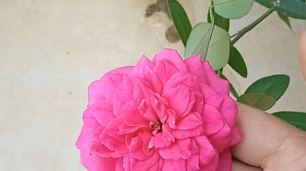 39周:朱砂宝相月季秋花