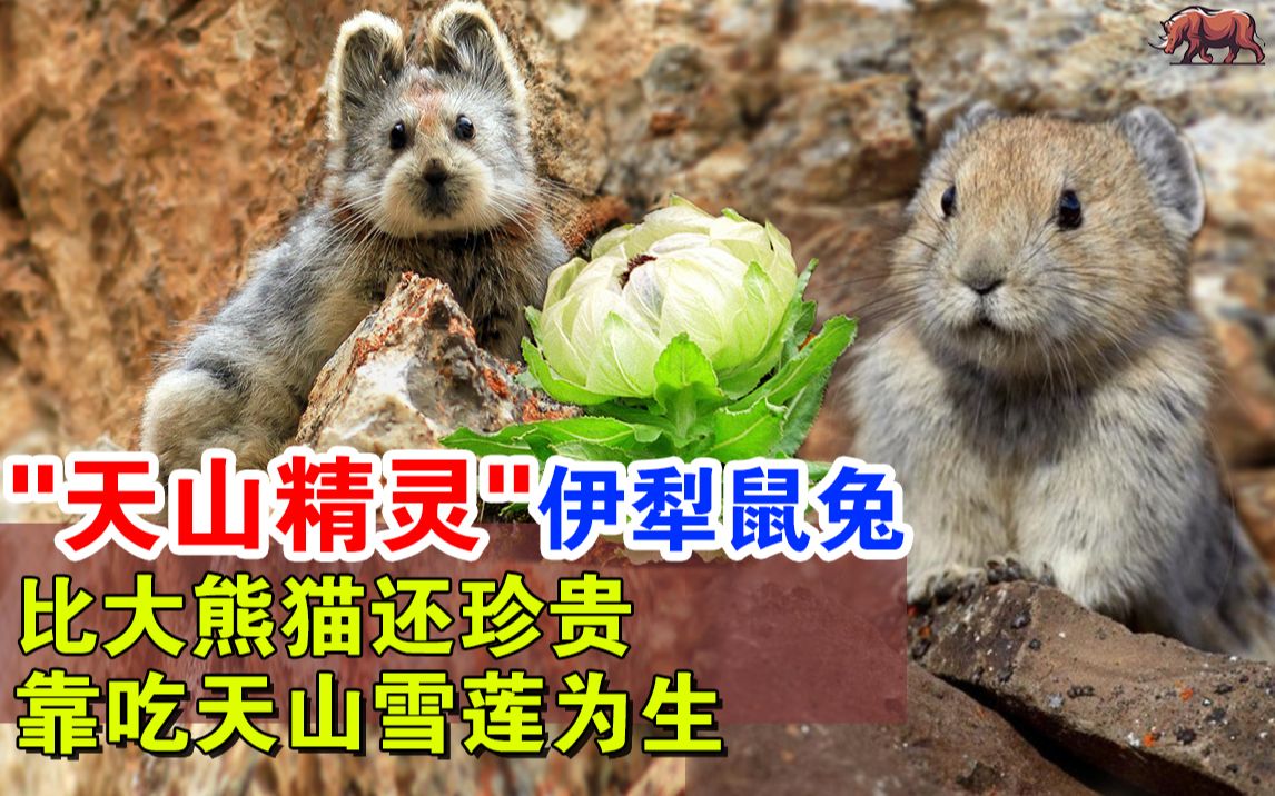 [图]“天山精灵”伊犁鼠兔：中国独有比大熊猫还珍贵的动物，靠吃天山雪莲为生，连屎都是药材，曾消失20多年，如今又出现，以濒临灭绝！