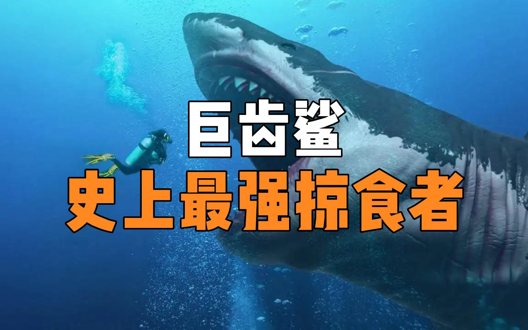 巨齿鲨到底有多恐怖,甚至被认为地球自有史以来最大的掠食者哔哩哔哩bilibili