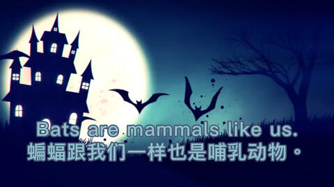 看动物视频学习英语科普知识 蝙蝠bats 中英文对照趣味学习 哔哩哔哩