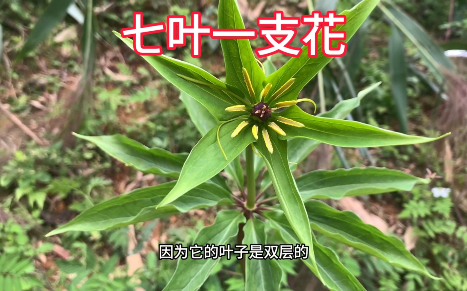 这种植物是国家二级保护植物,你们知道吗?哔哩哔哩bilibili