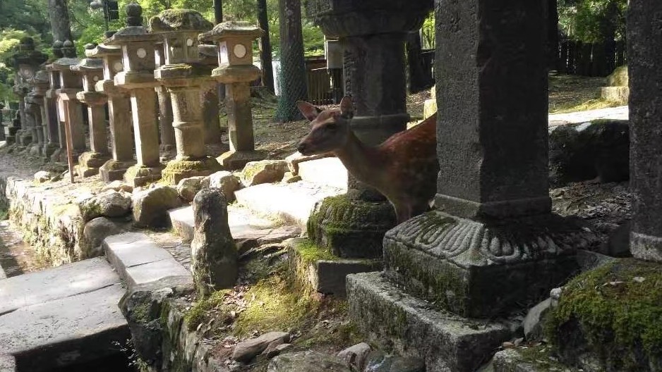 (西语原创)为什么去日本旅行不建议跟团哔哩哔哩bilibili