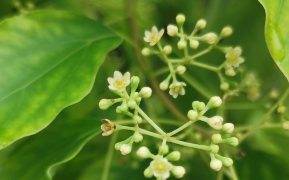 香樟花唯美图片