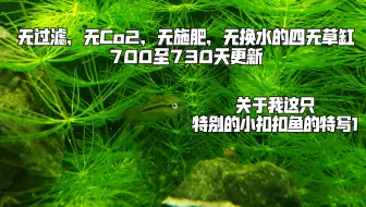 Ftf 草缸 中英字幕 金鱼藻正确修剪方法 无水草灯 需水草泥 哔哩哔哩 Bilibili