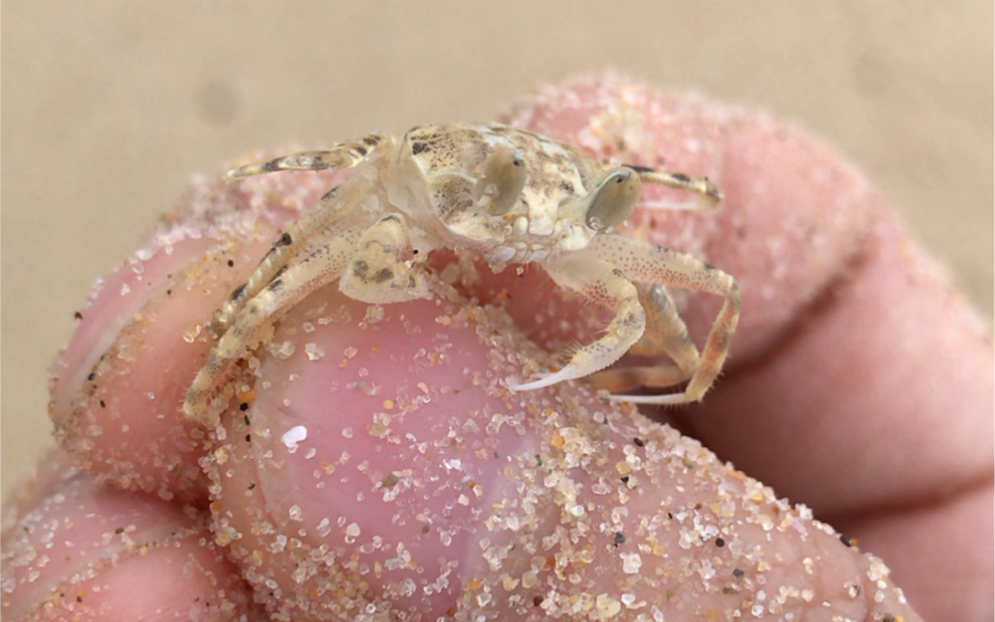 你见过晶莹剔透的螃蟹吗?_哔哩哔哩 (゜-゜)つロ 干杯~-bilibili