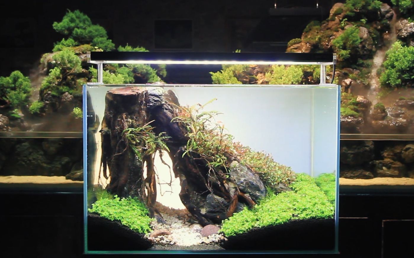 60草缸沉木造景开缸过程