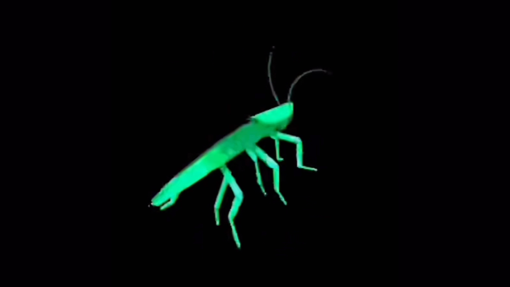 彩色蟑螂旋转一个小时5秒(电磁力lv3 就发10小时)