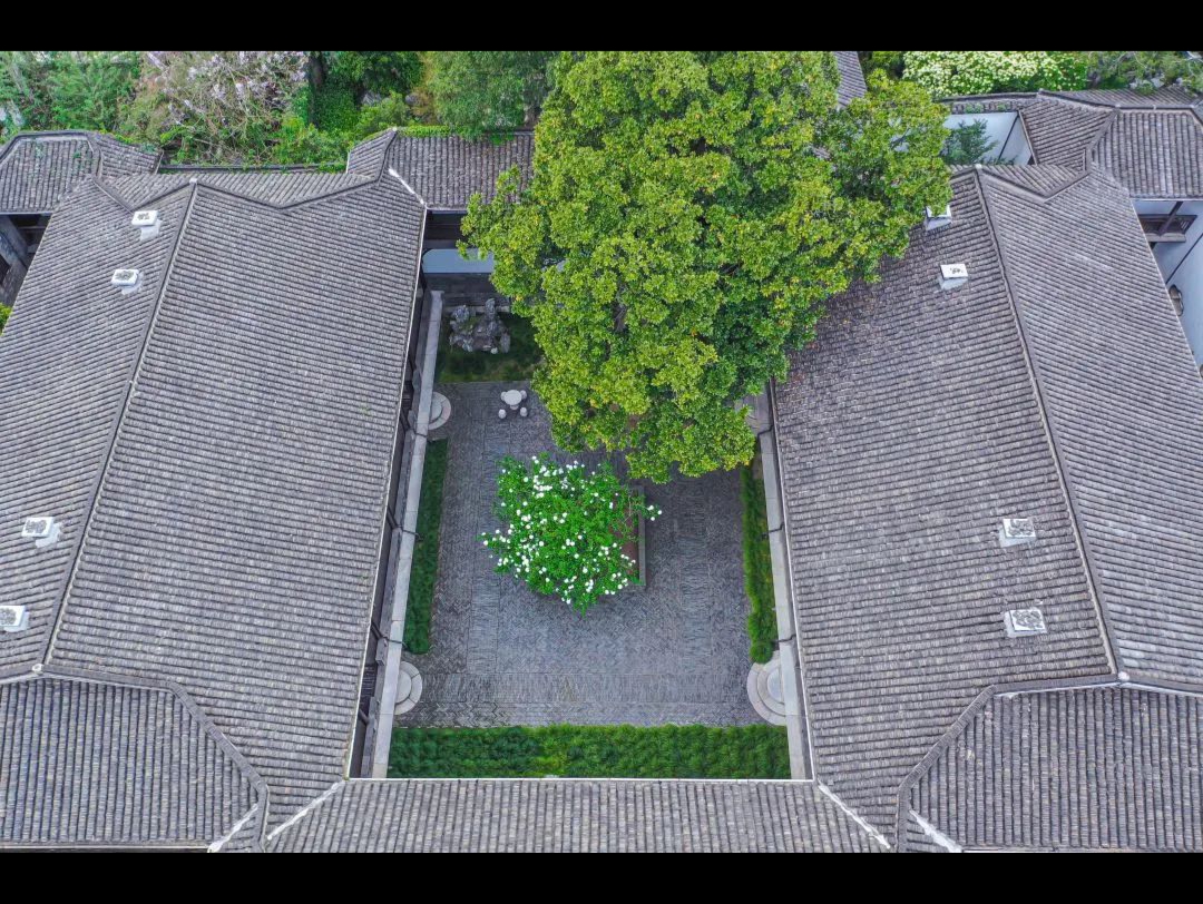 扬州荷园木绣球