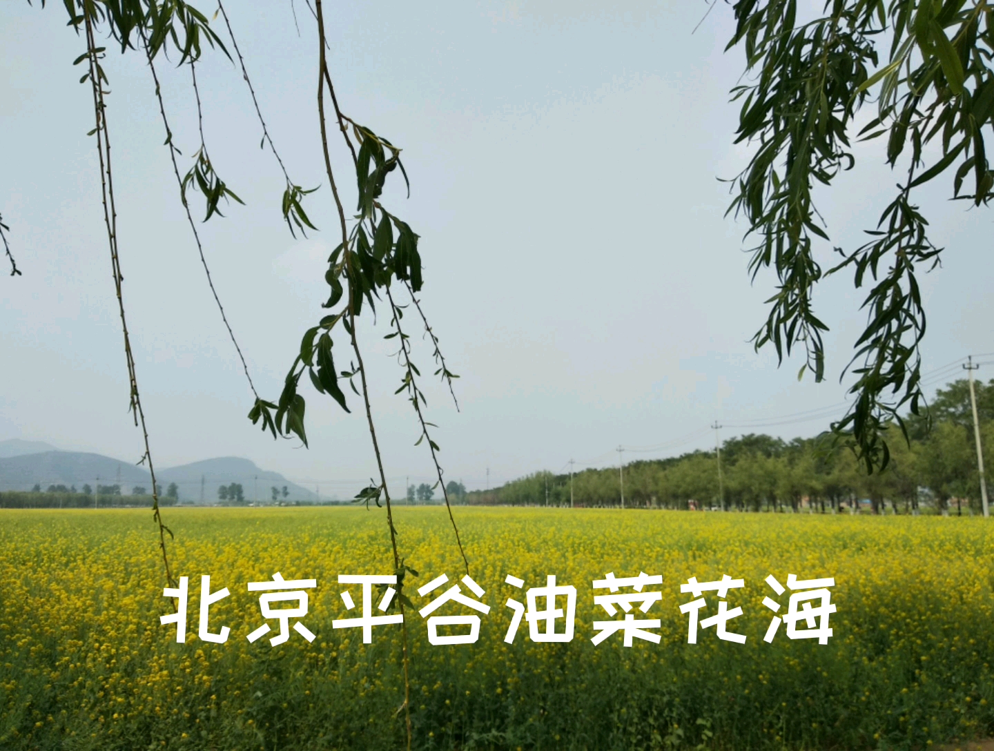 北京平谷油菜花海哔哩哔哩bilibili