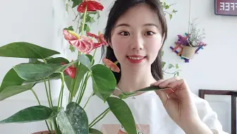 红掌的养护 一定要在半阴半阳的通风环境下生长 日照不能太强 哔哩哔哩 Bilibili