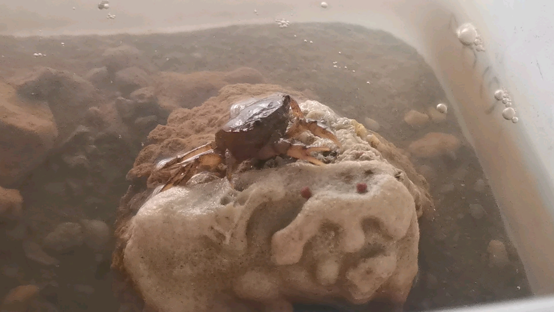 【普通节肢类】束腰蟹的陆上进食