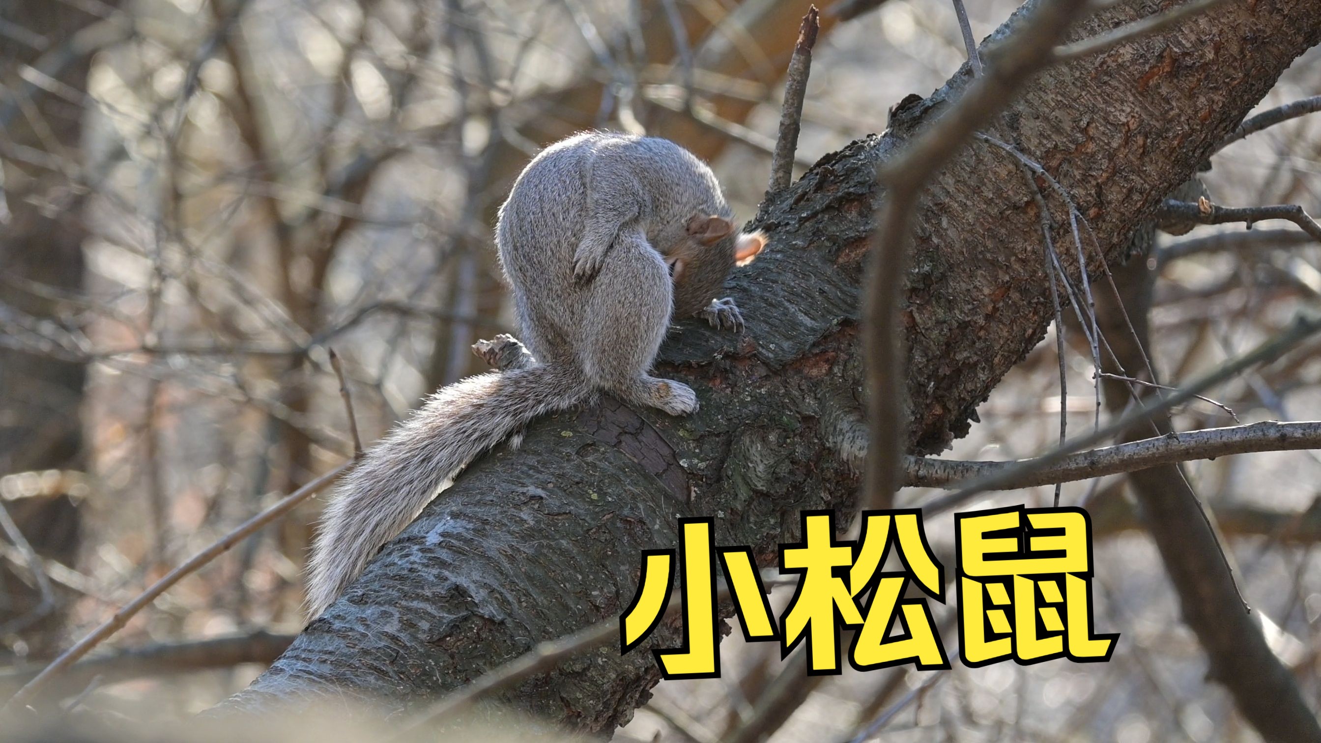 小松鼠的十八禁 | 尼康z30