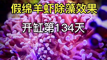 假绵羊虾除藻效果.让周师傅细讲90海水缸景观哔哩哔哩bilibili