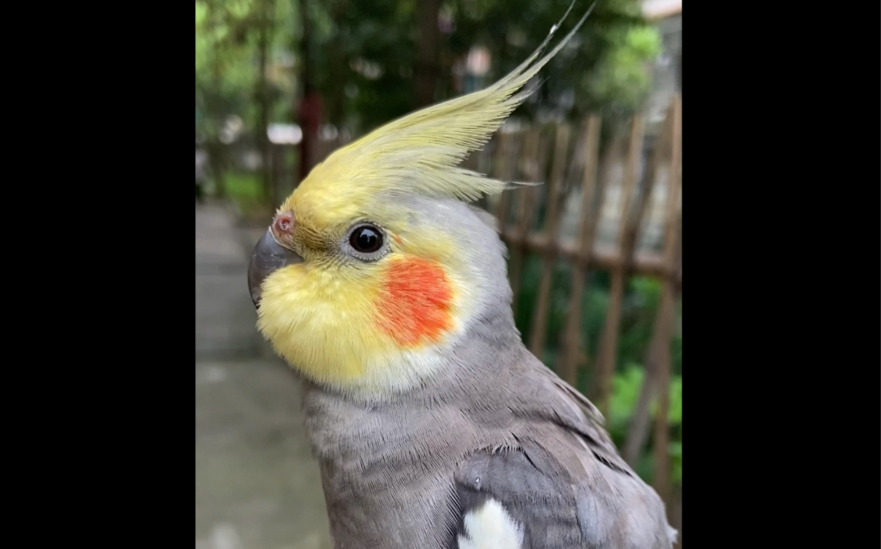 玄风鹦鹉这只鸟眼睛上边长了根橙色的毛另一边也是