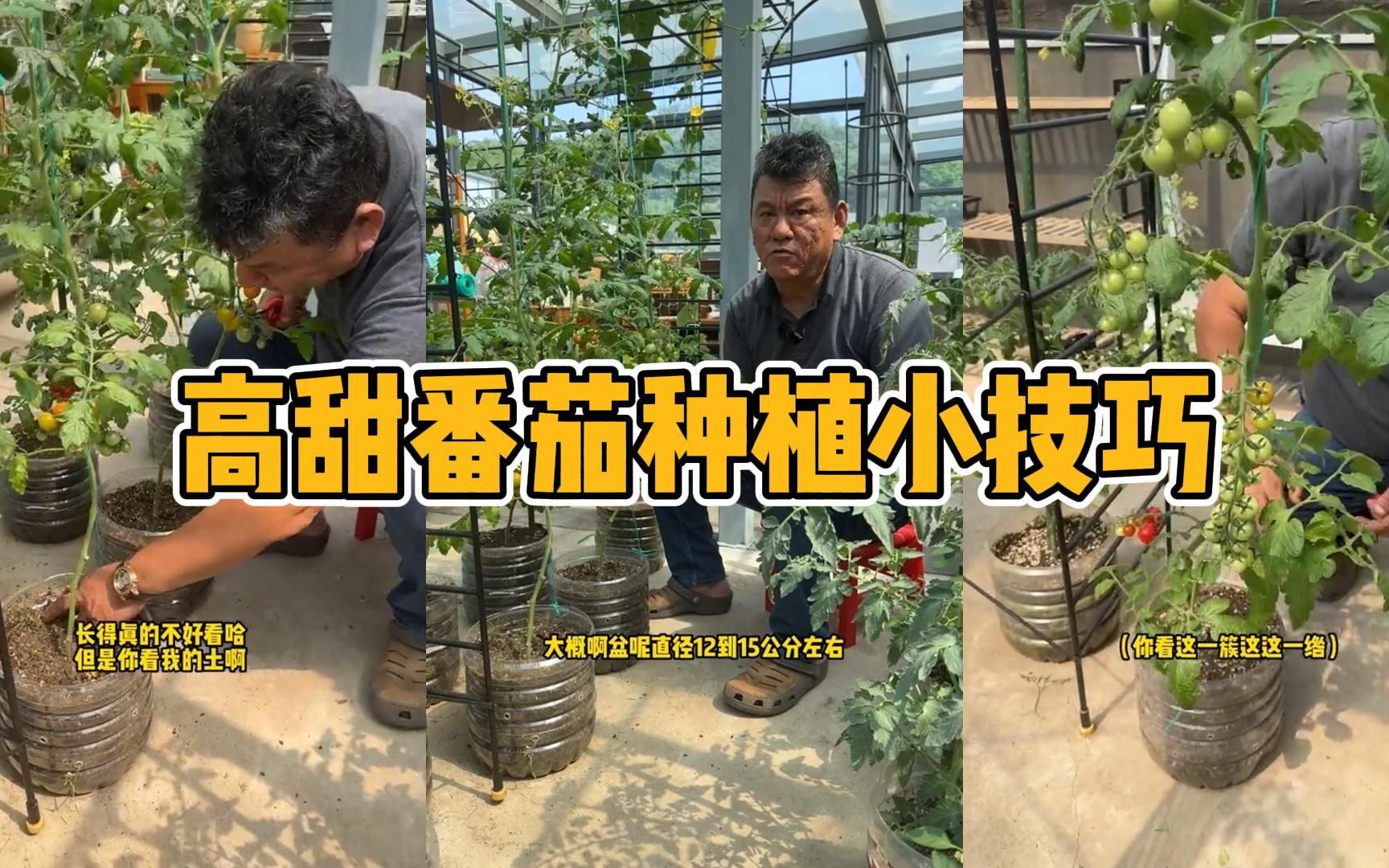 [图]高甜番茄种植小技巧