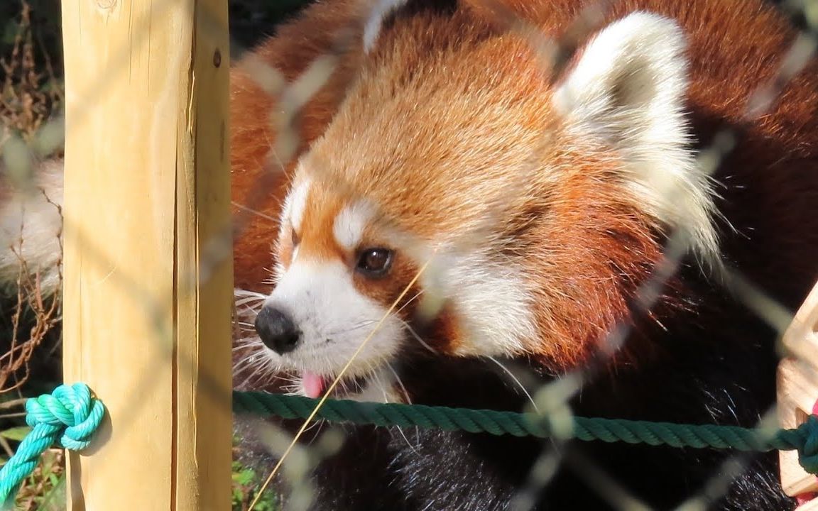 羽村市动物园 享用苹果的小熊猫