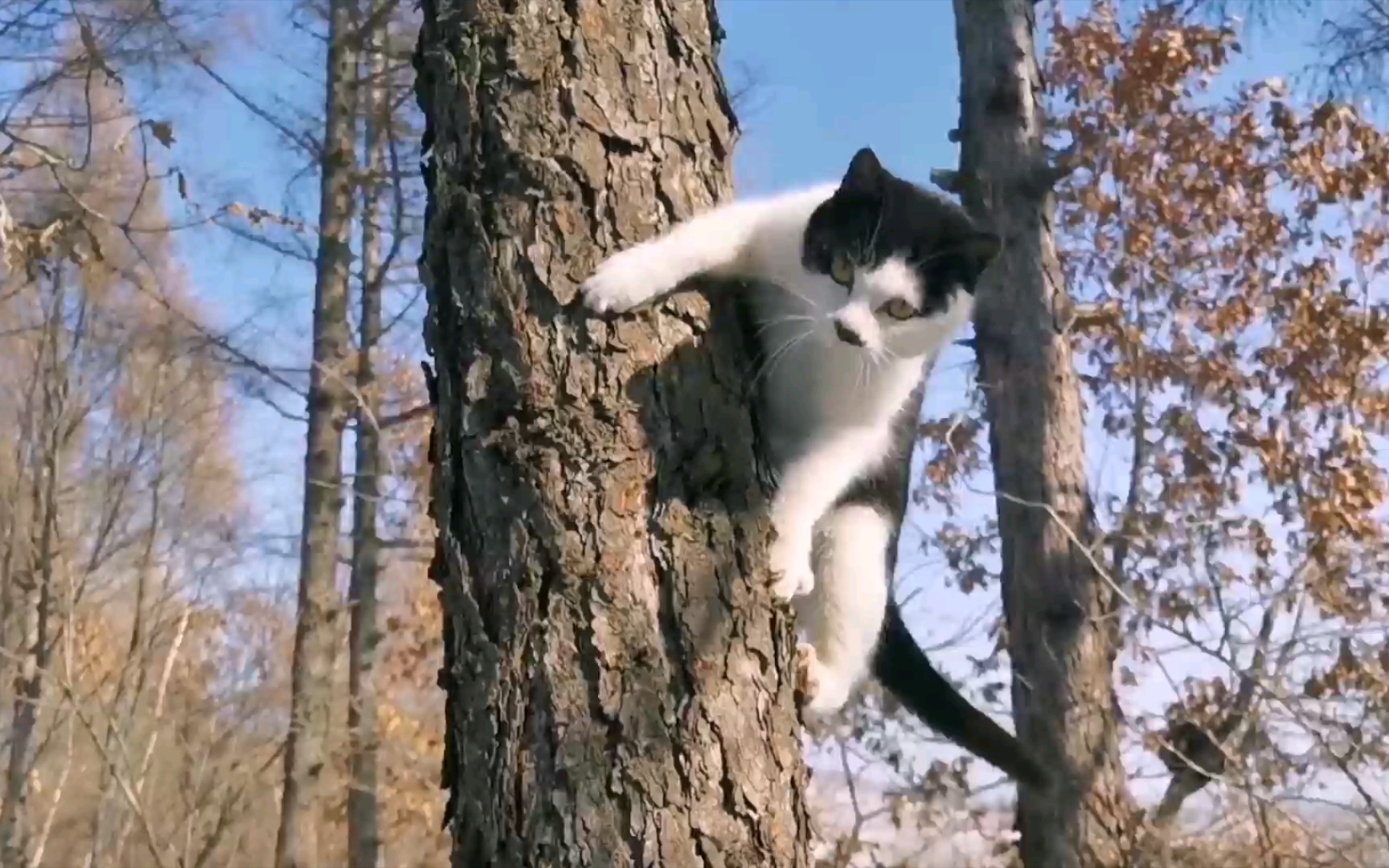 [图]田园功夫猫表演下树的两种方法！