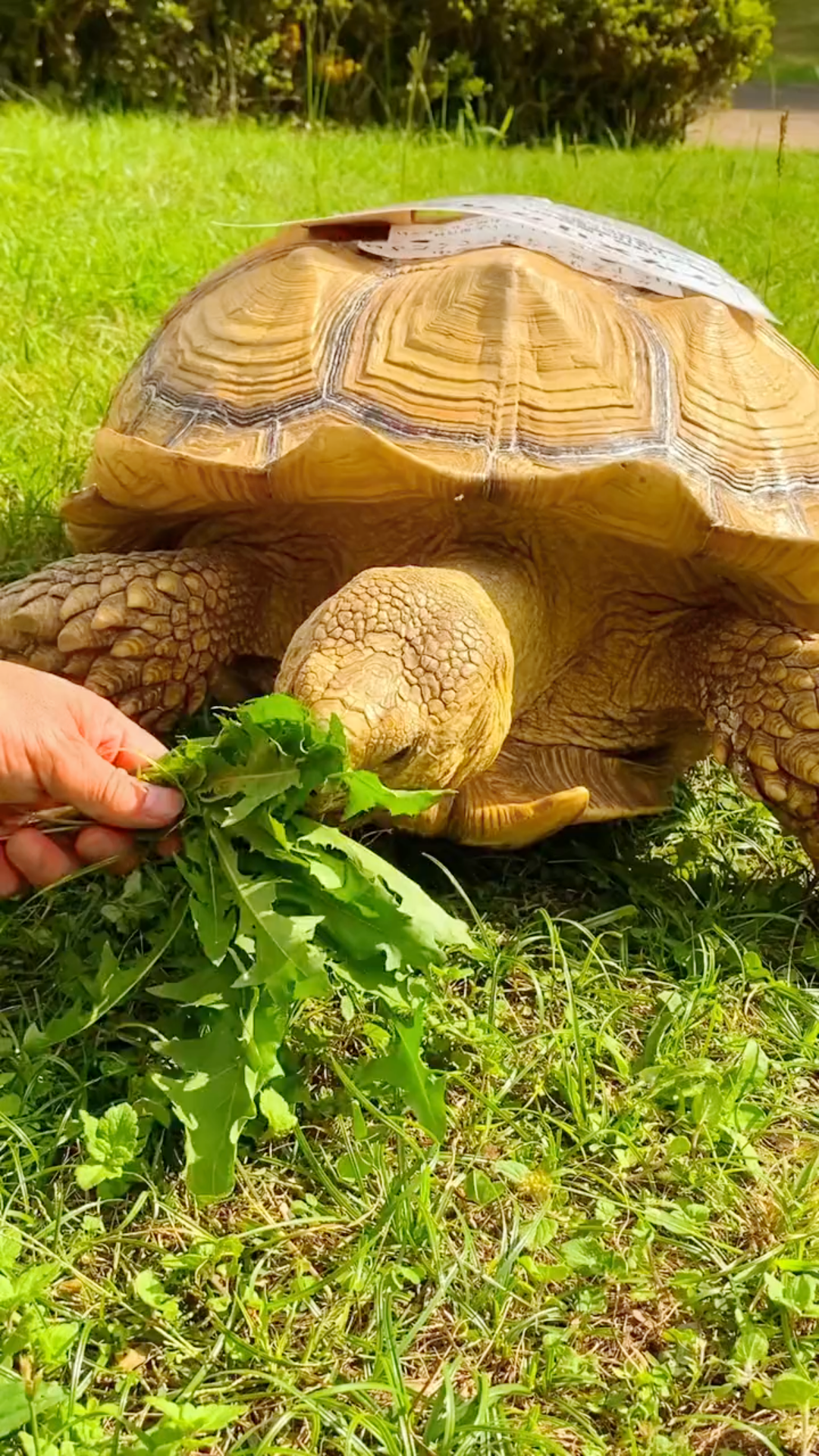 吃草的龟_哔哩哔哩_bilibili