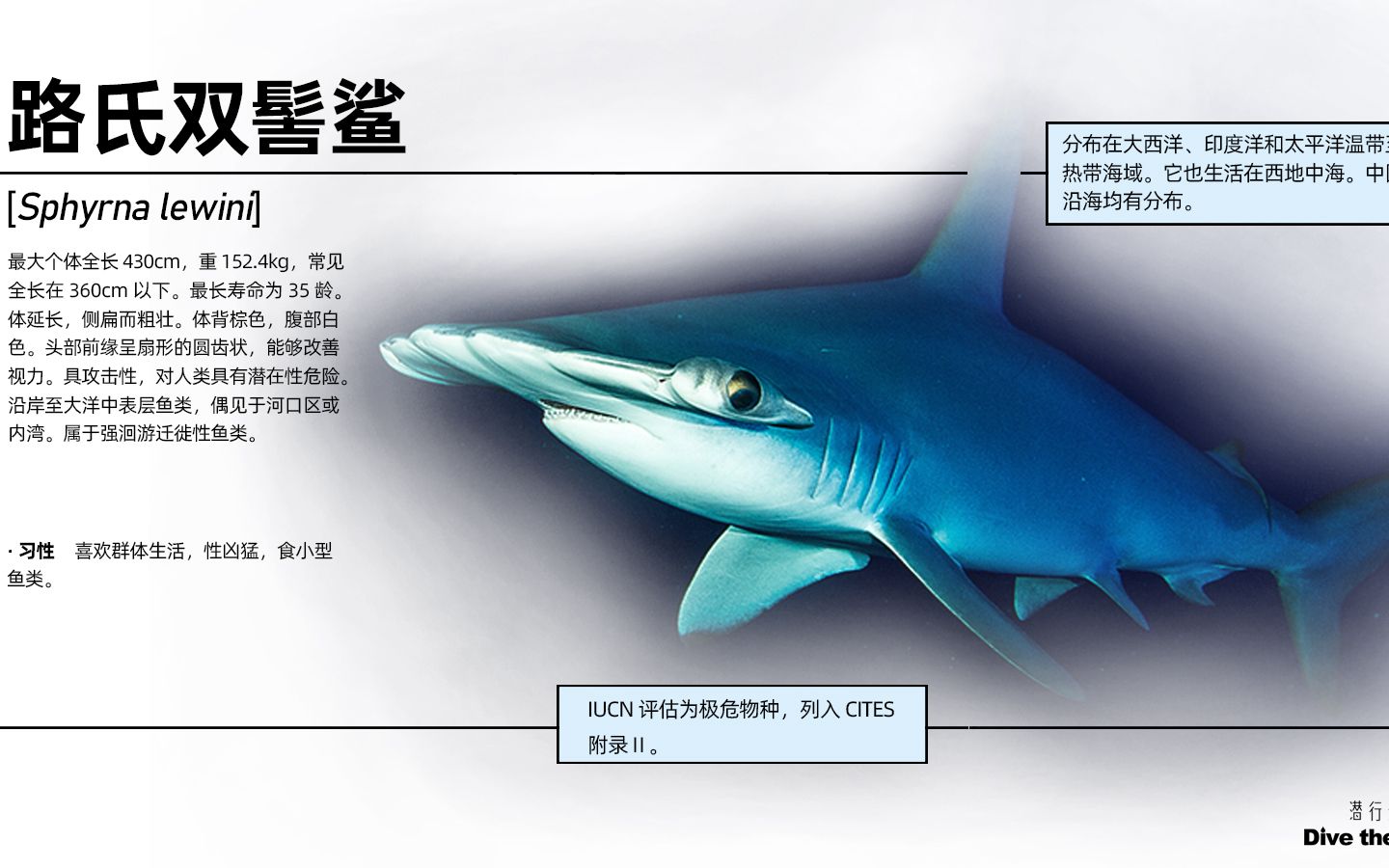 我的鲨鱼朋友—路氏双髻鲨哔哩哔哩bilibili