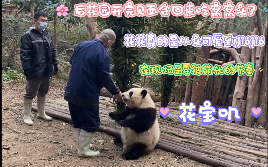 【花花】一定要去现场看!!!相信我 !!花花真的太治愈了!!!谭爷爷给花花上体育课一定不要错过!!!1/9哔哩哔哩bilibili