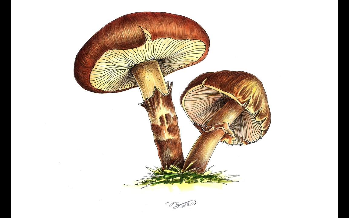 教你手绘画蘑菇 钢笔 马克笔_哔哩哔哩 (゜-゜)つロ 干杯~-bilibili