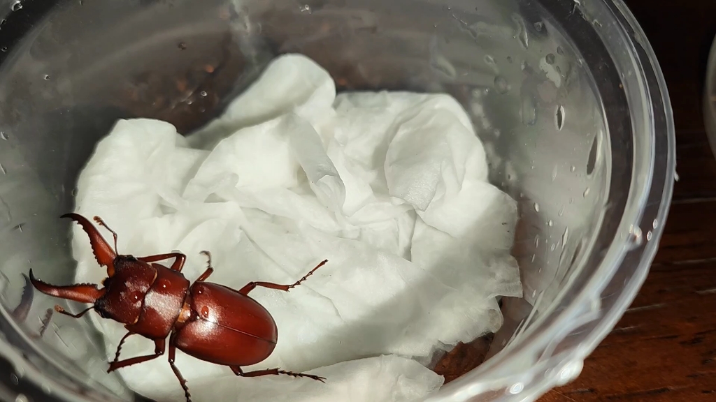 丢人个体四点锯锹,我还会再回来的