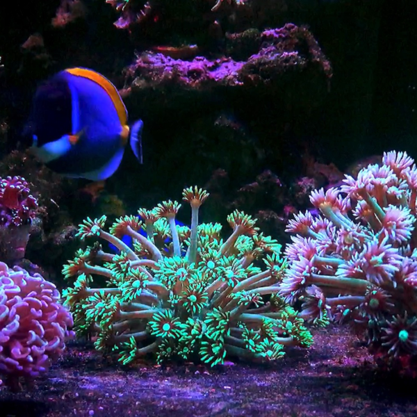 最便宜的珊瑚之一，宝石花珊瑚。_哔哩哔哩_bilibili