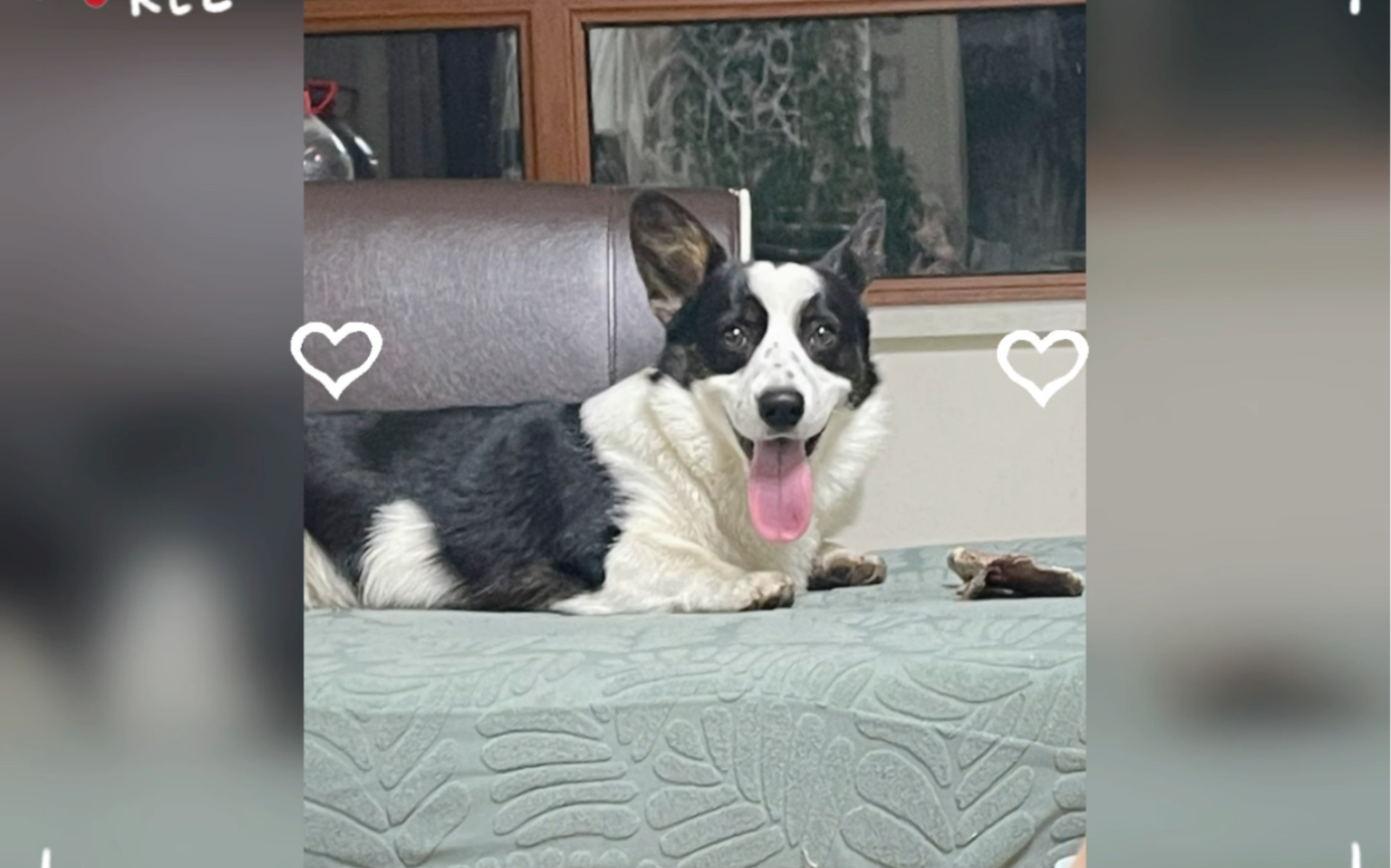 黑白小柯基哦哦