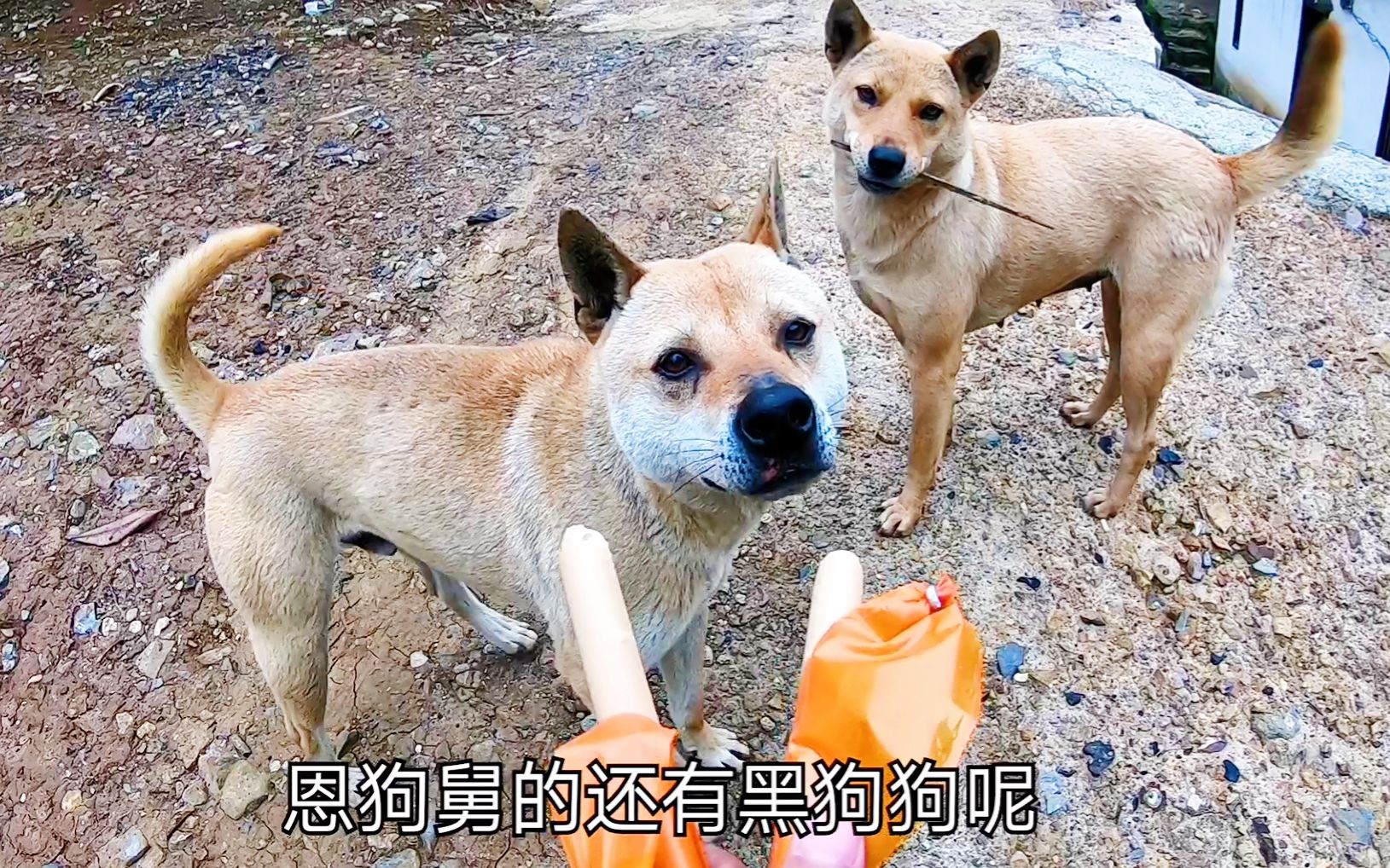 在村口被一群狗狗追着吠,淡定掏出几条火腿肠,场面瞬间由我掌控