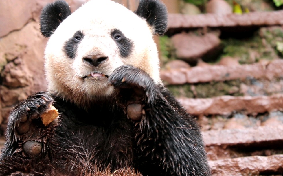 【大熊猫森森】帅哥,泥谁啊_哔哩哔哩_bilibili