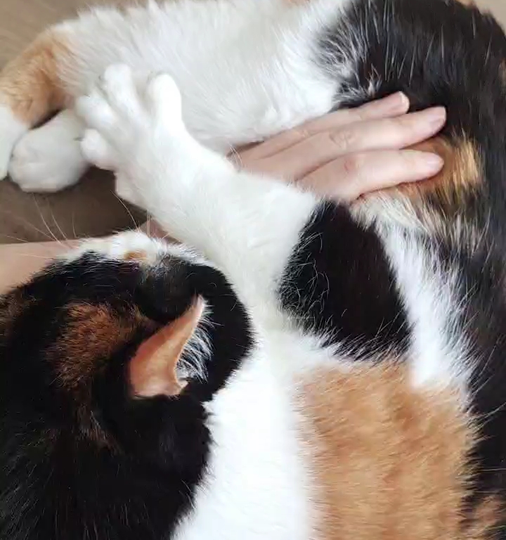 这么粘人的猫猫我能说啥呢,就非要跟我贴贴,你说气不气,哎嘿,我家的!