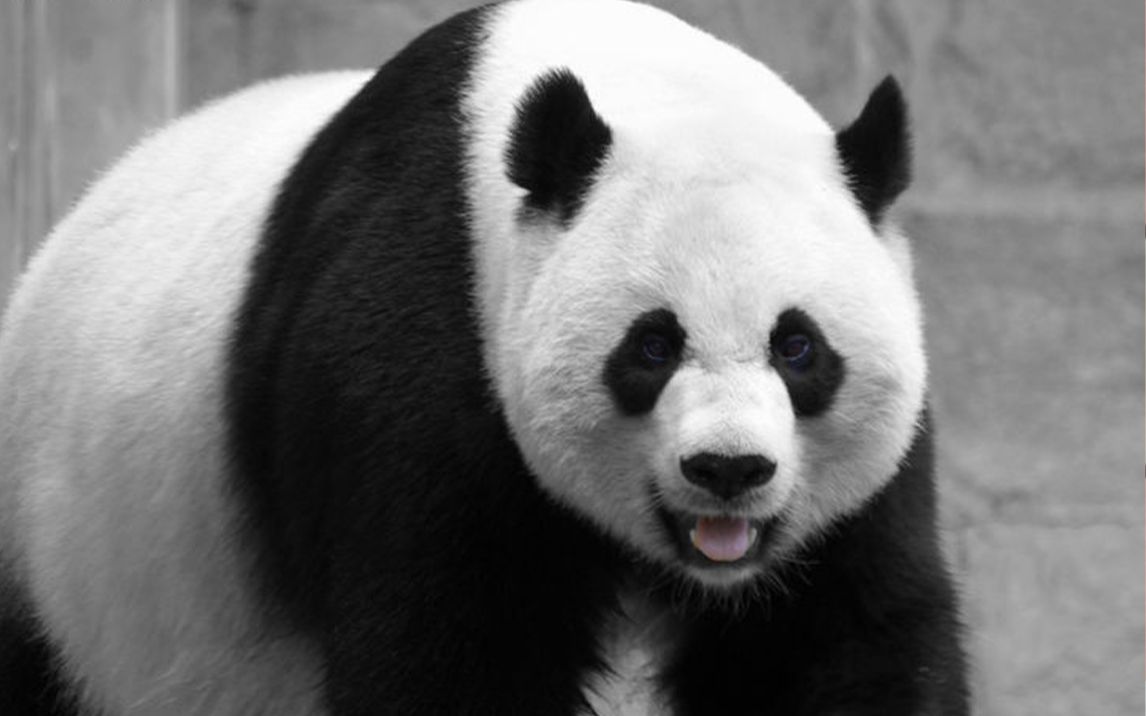 旅美大熊猫"美香"产仔_哔哩哔哩 (゜-゜)つロ 干杯~-bilibili