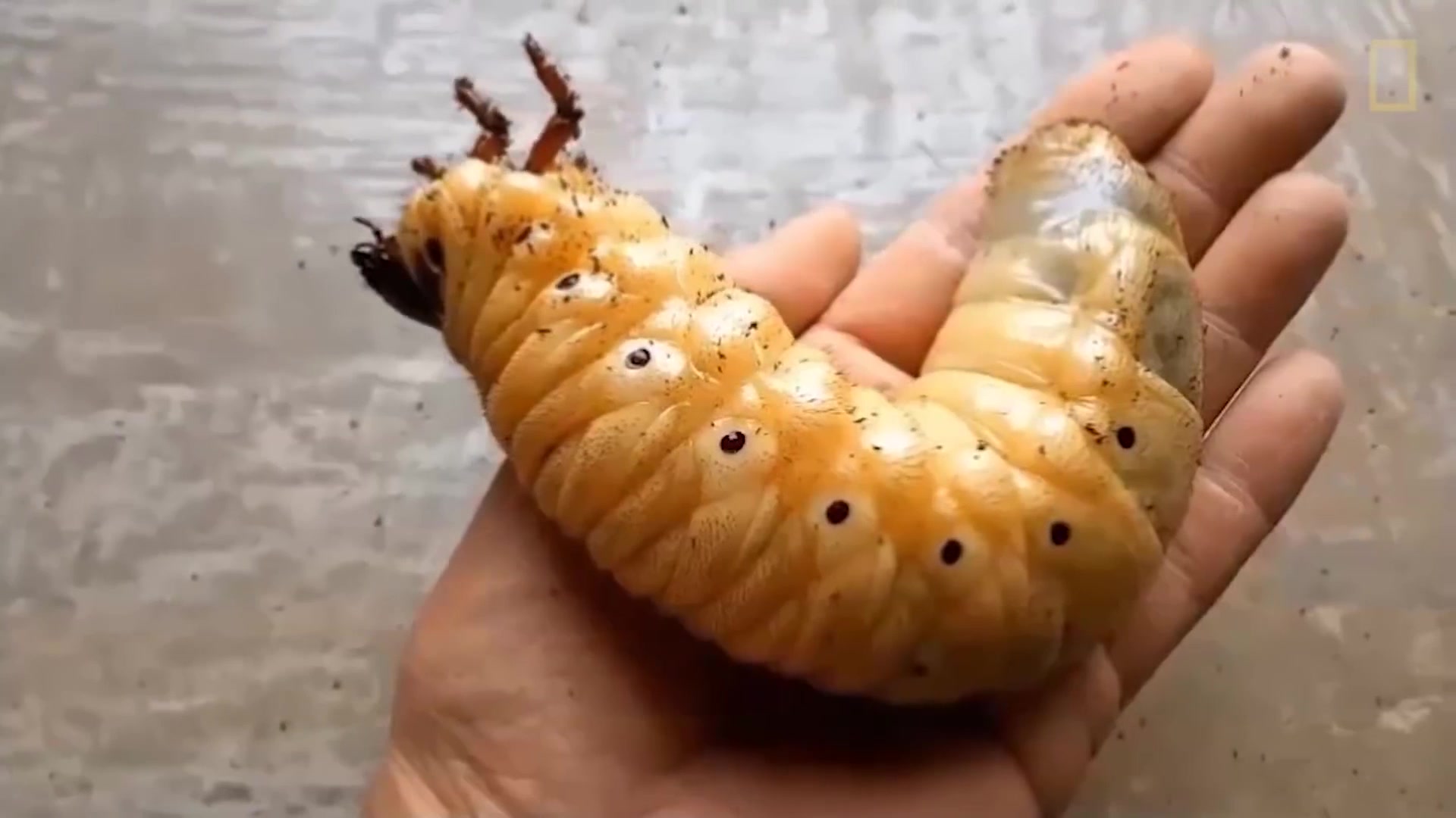 您眼前观看的是大力士甲虫成长演变坚硬的外壳小时候是这样的