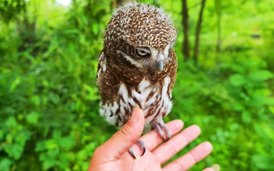 (45)7只小猫头鹰放生的第4天,被野生猫头鹰拐走了6只!