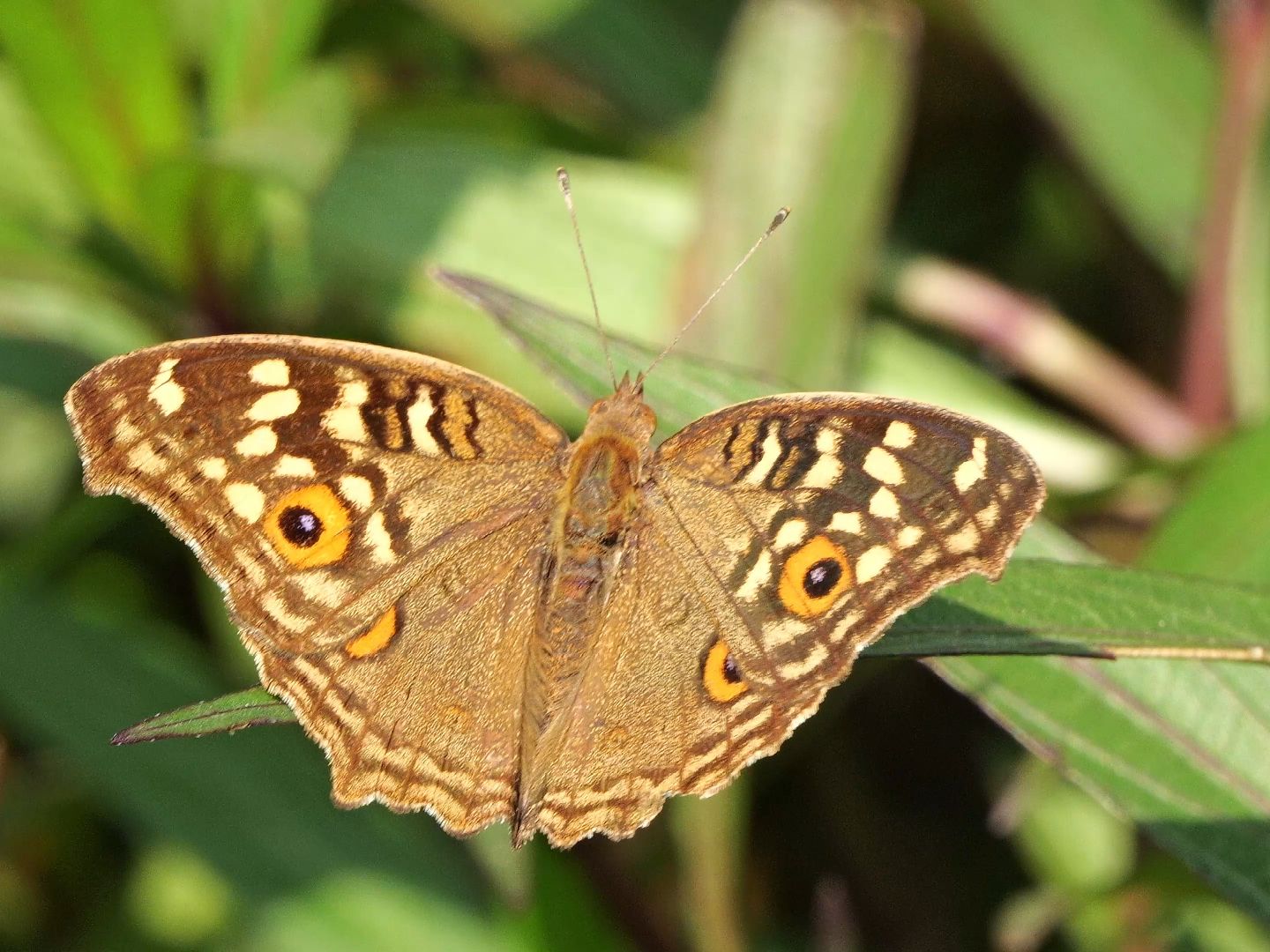 【行为图鉴】蛇眼蛱蝶 背面