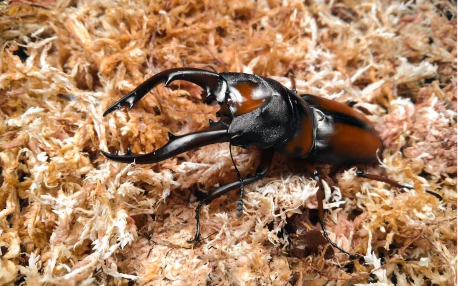 米拉比利斯锯锹,终极锯子!