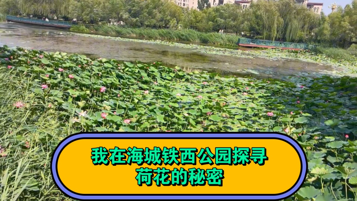 我在海城铁西公园探寻荷花的秘密哔哩哔哩bilibili