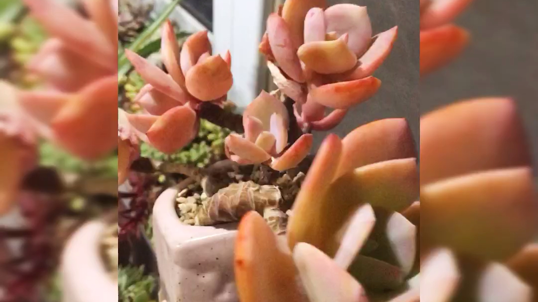 我的多肉植物系列七:香草冰沙,大白凤