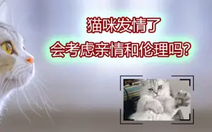 Download Video: 猫咪发情了，会考虑亲情和伦理吗？