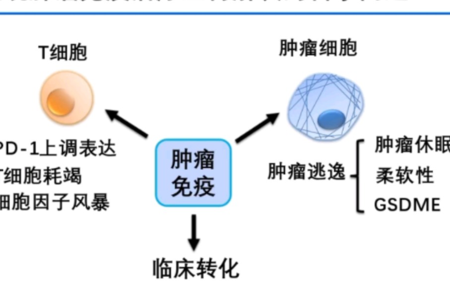 肿瘤免疫治疗靶向肿瘤特异性T细胞——刘玉英 中国科学院基础医学研究所哔哩哔哩bilibili