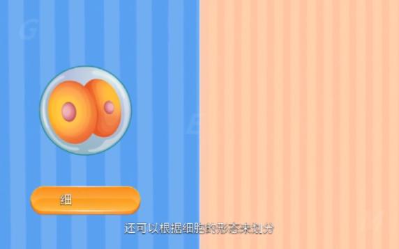 组织胚胎学上皮组织被覆上皮中文哔哩哔哩bilibili