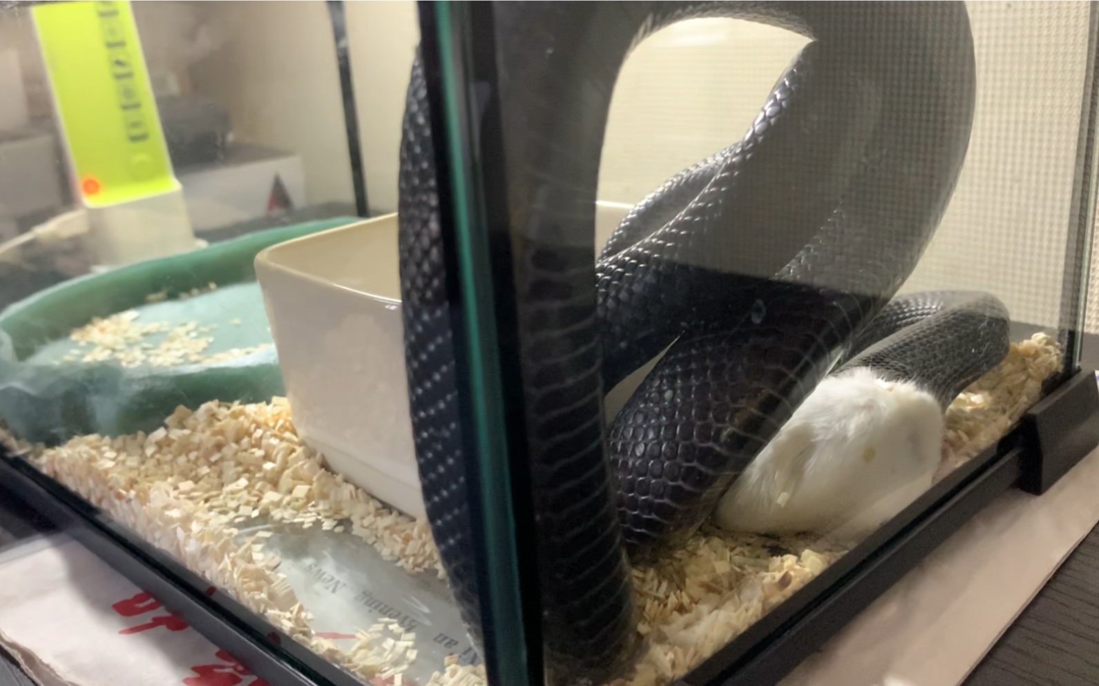 墨西哥黑王蛇阿怂喂食周常之呼啦圈吃食